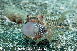 Lizzard fish with a puffer for dinner.  by Stuart Ganz 